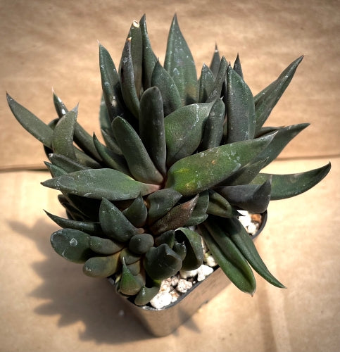 Gasteria nigricians monstrose*