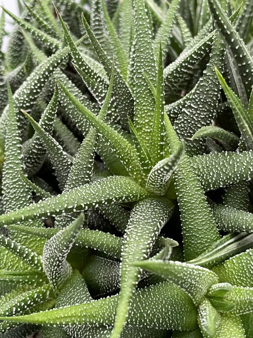 Haworthiopsis attenuata var. inusitata*