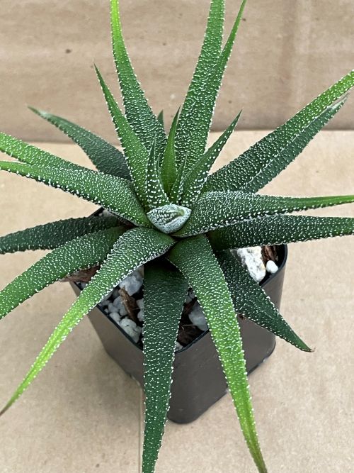 smg succulent Haworthiopsis attenuata var. radula – SMG Succulents