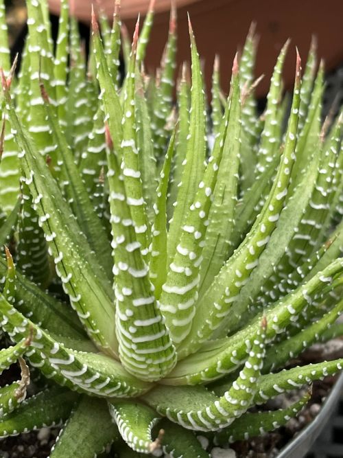 smg succulent Haworthiopsis attenuata variegata (Pale yellow form) – SMG Succulents