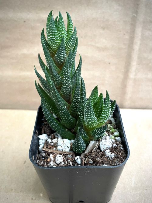Haworthiopsis coarctata var. adelaidensis