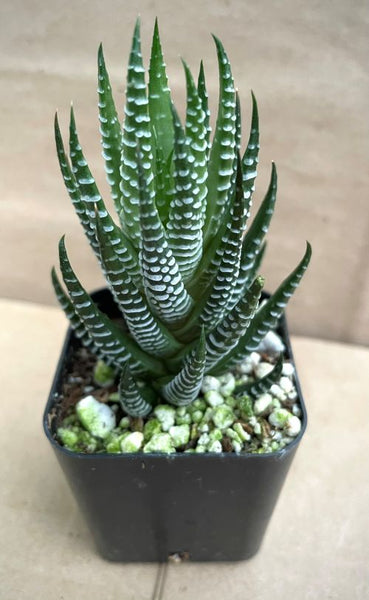 Haworthiopsis reinwardtii fa zebrina