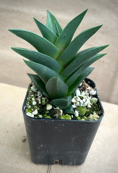 Haworthiopsis viscosa var. torquata*