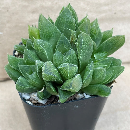 Haworthia 'Chocolate' x 'Green Gem'