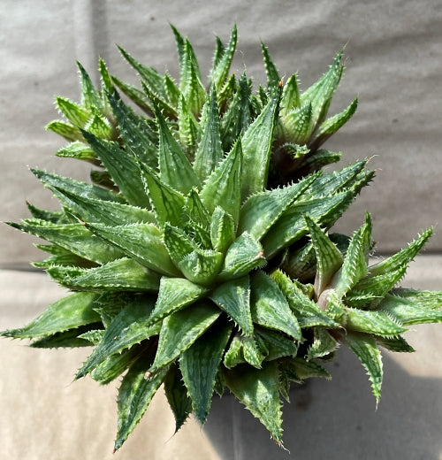 Haworthia 'Clive'
