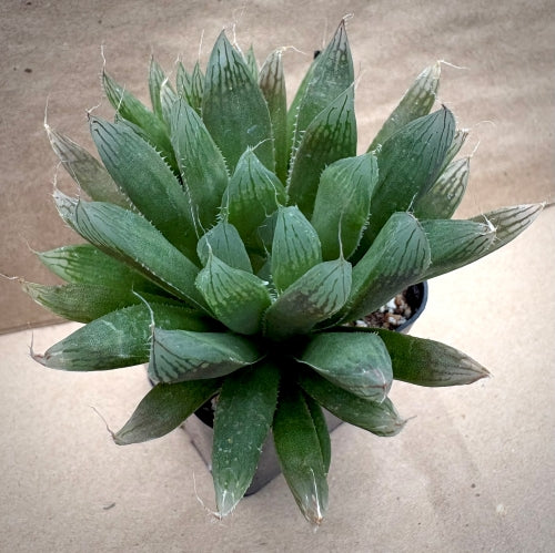 Haworthia cooperi var. cooperi