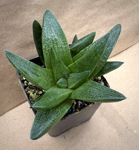 Haworthia 'Crocodile Rock'