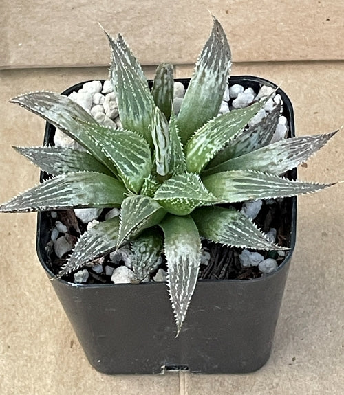 Haworthia emelyae var. major (Garcia Pass)