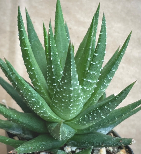 Haworthiopsis glauca var. herrei fa armstrongii