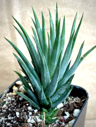 Haworthiopsis glauca var. herrei (Spike form)
