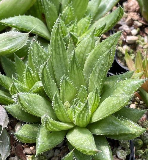 Haworthia herbacea var. lupula (Villiersdorp)