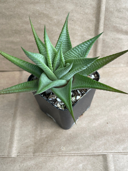 Haworthiopsis limifolia (Gollel)