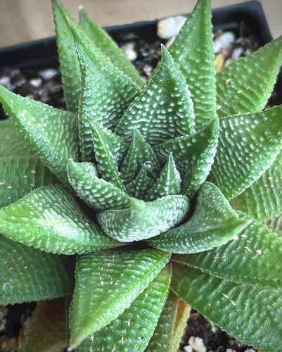 Haworthiopsis limifolia var. limifolia (striata)