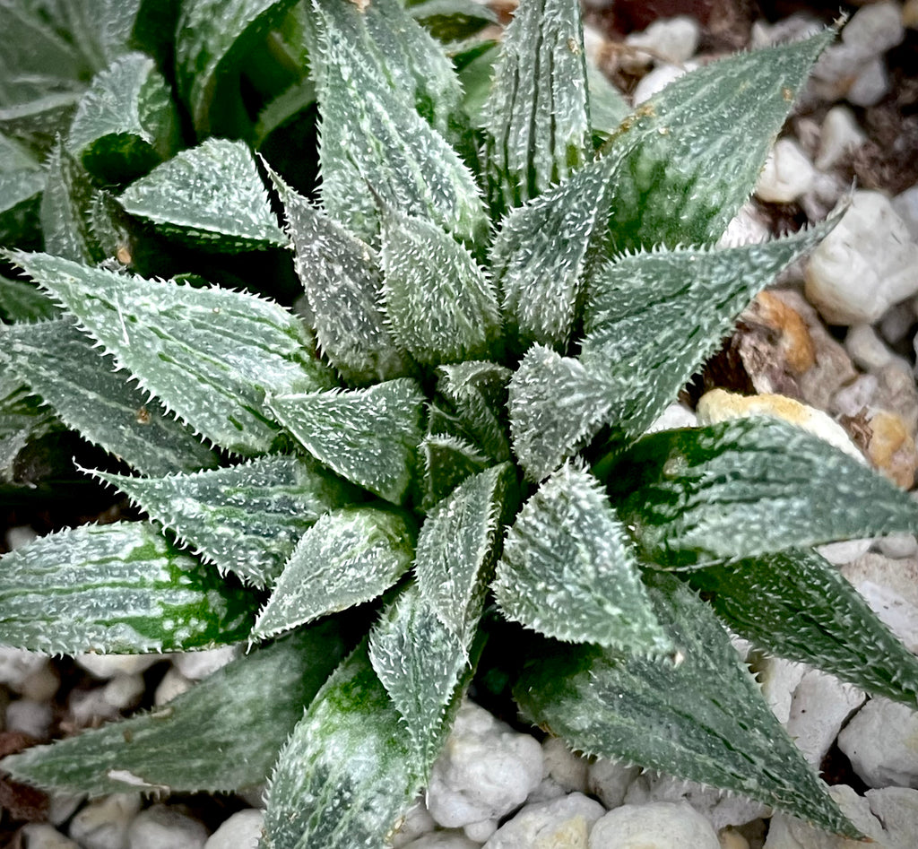 Haworthia magnifica var. major