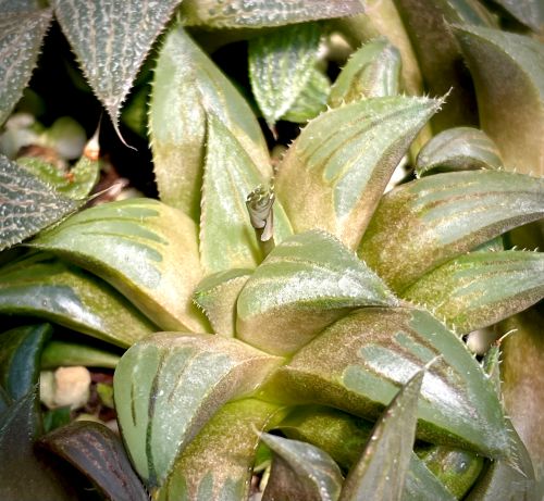 Haworthia mirabilis (Mierkraal)