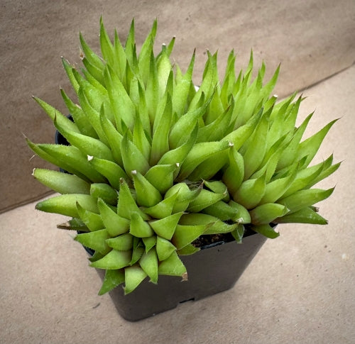 Haworthia monticola (S. of Kruis River)