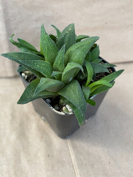 Haworthia 'Mundabunda'