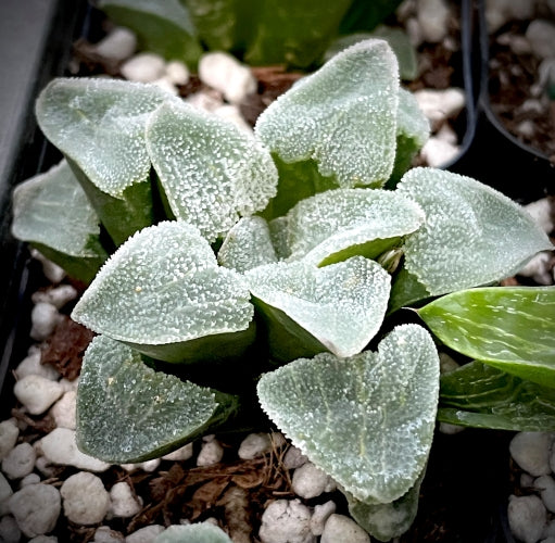 Haworthia pygmaea hybrid (Ochi#568)