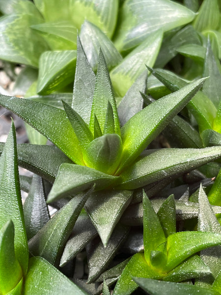 Haworthia resendiana*