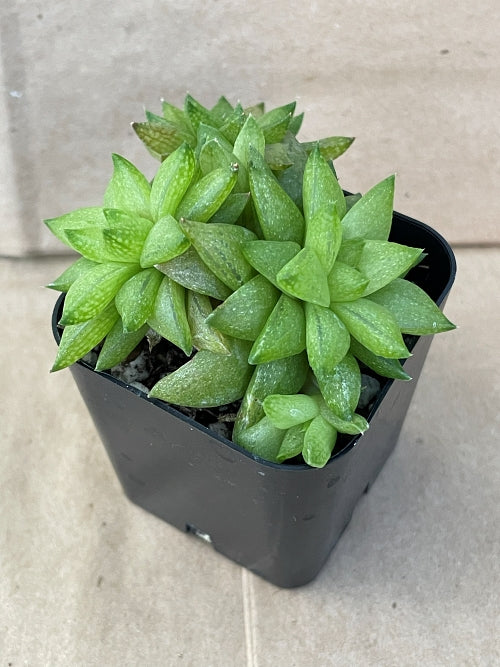 Haworthia reticulata var. hurlingii