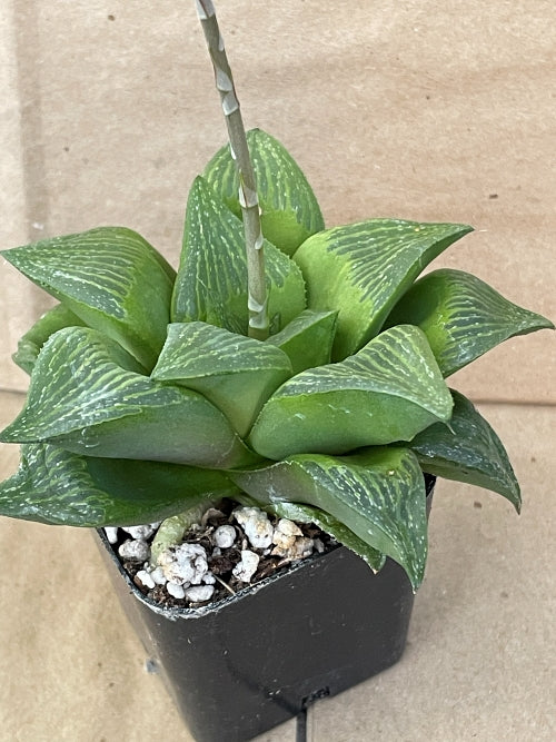 Haworthia retusa 'Juhoden'
