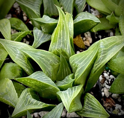 Haworthia retusa (Ratelkop)