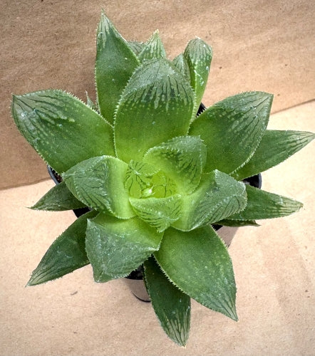 Haworthia turgida var. turgida