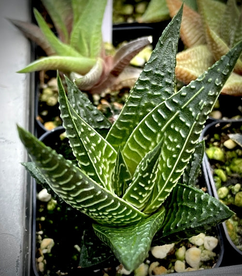 Haworthiopsis 'Twister'