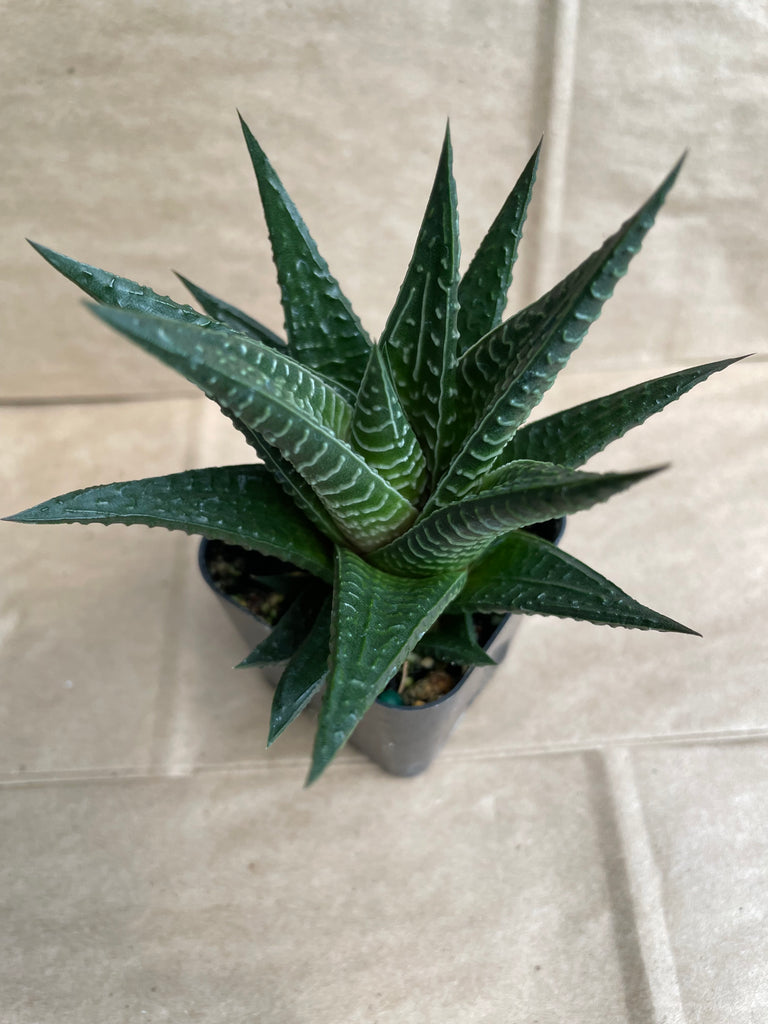 Haworthiopsis 'Twister'