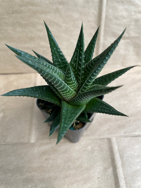 Haworthiopsis 'Twister'