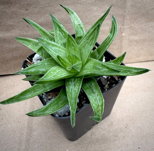 Haworthia zantneriana var. minor