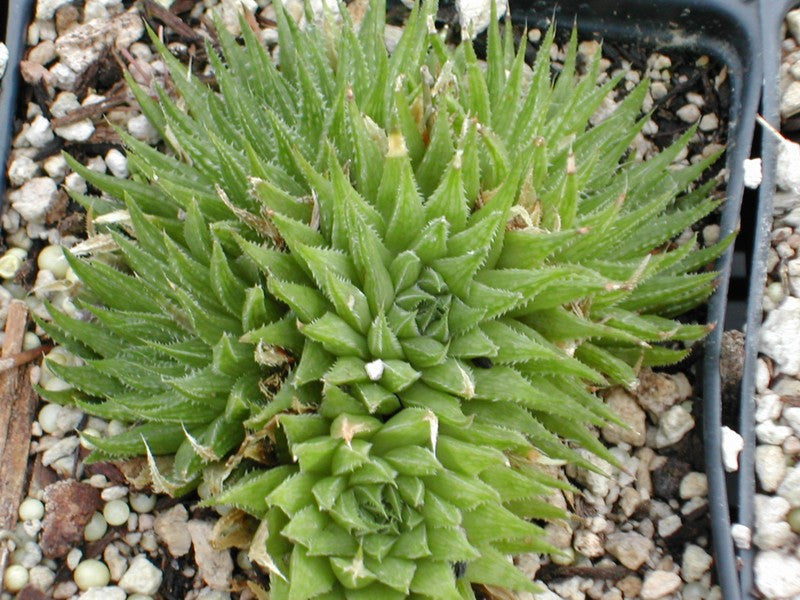 Haworthia gracilis var. tenera - SMG Succulents