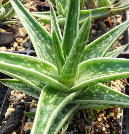 Gasteraloe 'White Wings' - SMG Succulents
