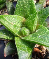 Gasterworthia 'Coolill' - SMG Succulents