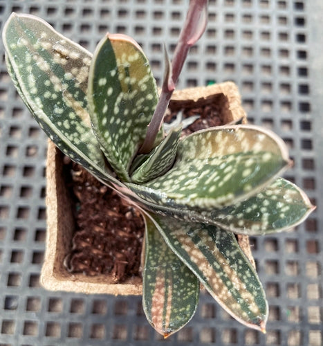 Gasteria 'Mini Orange Aide'