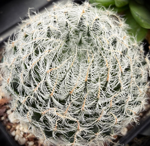 Haworthia arachnoidea var. aranea