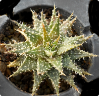 Aloe descoingsii x haworthioides - SMG Succulents