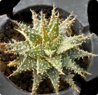 Aloe descoingsii x haworthioides – SMG Succulents