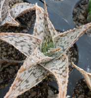 Aloe 'Dorian Black' - SMG Succulents