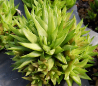 Haworthia chlorocantha var. chlorocantha (Herbertsdale) - SMG Succulents