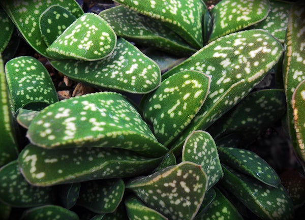 Gasteria pillansii ernestii-ruschia - SMG Succulents