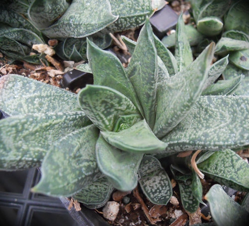Gasteria baylissiana (Oudekraal)