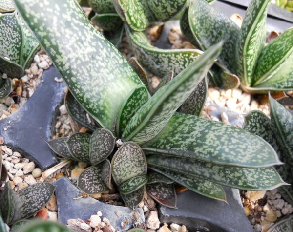Gasteria brachyphylla var. brachyphylla - SMG Succulents