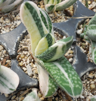 Gasteria brevifolia variegata * - SMG Succulents