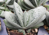 Gasteria 'Frosty' - SMG Succulents