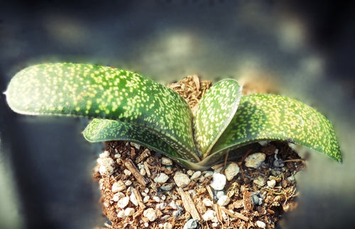 Gasteria 'Gator Girl' - SMG Succulents