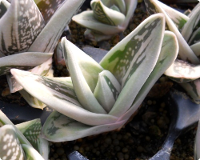 Gasteraloe 'Green Ice' - SMG Succulents