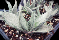 Gasteria nigricians var. marmorata variegata* - SMG Succulents