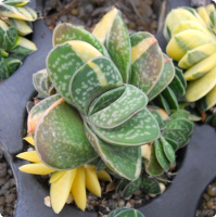 Gasteria pillansii ernestii-ruschia variegata - SMG Succulents
