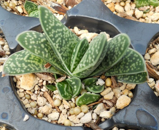 Gasteria pillansii var. pillansii - SMG Succulents